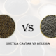 osetra caviar vs beluga