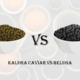 Kaluga caviar VS Beluga